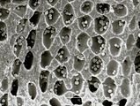 6 - Cellule ipotalliche con sinapsi secondarie